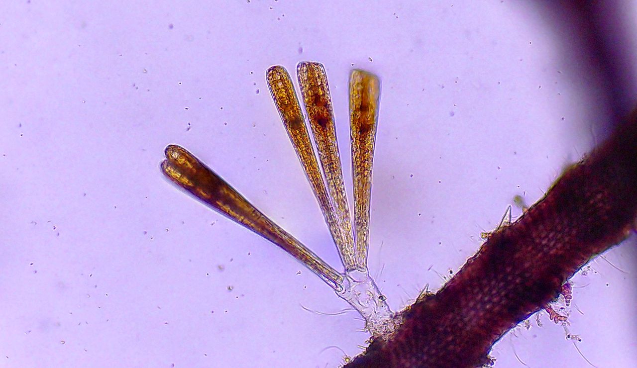 Alla scoperta delle diatomee epifite: la Climacosphenia moniligera